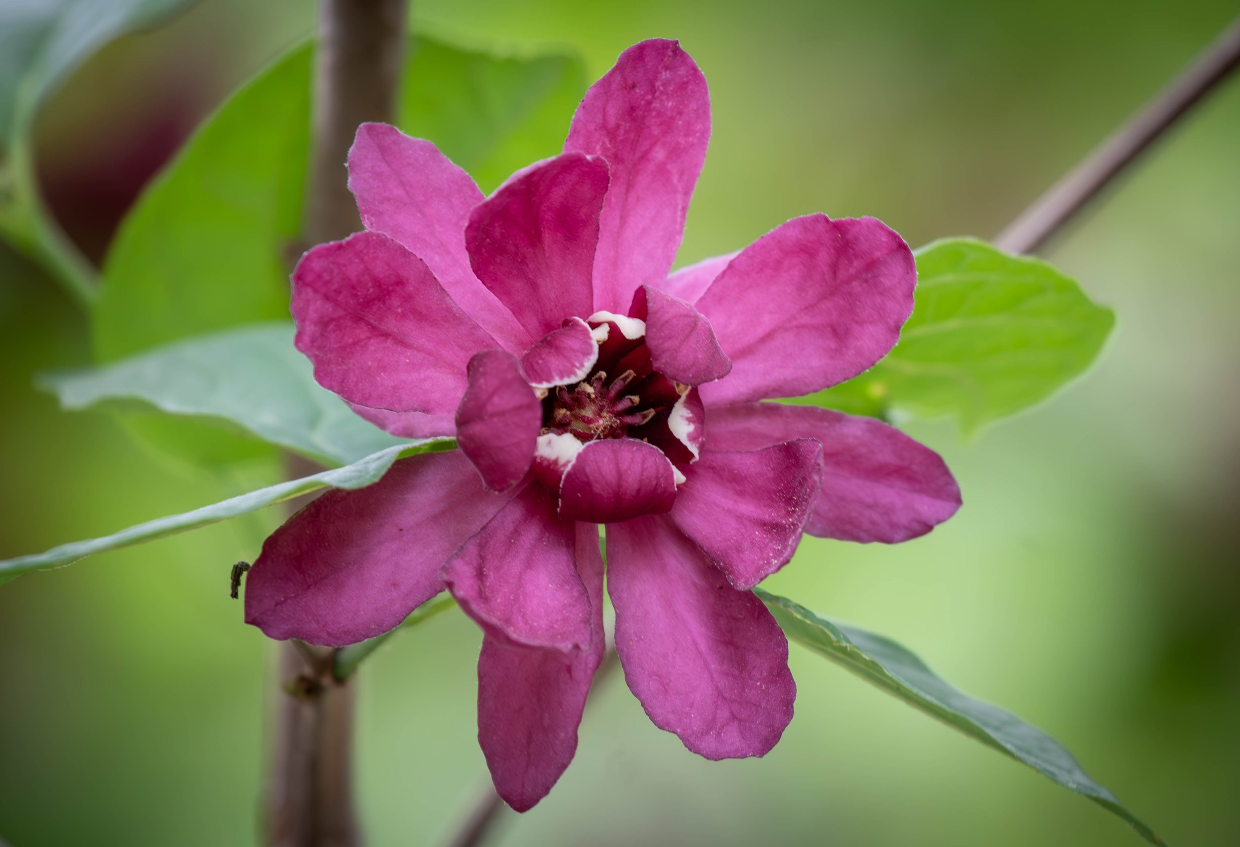 Copy of flower (1 of 1)(1).jpg