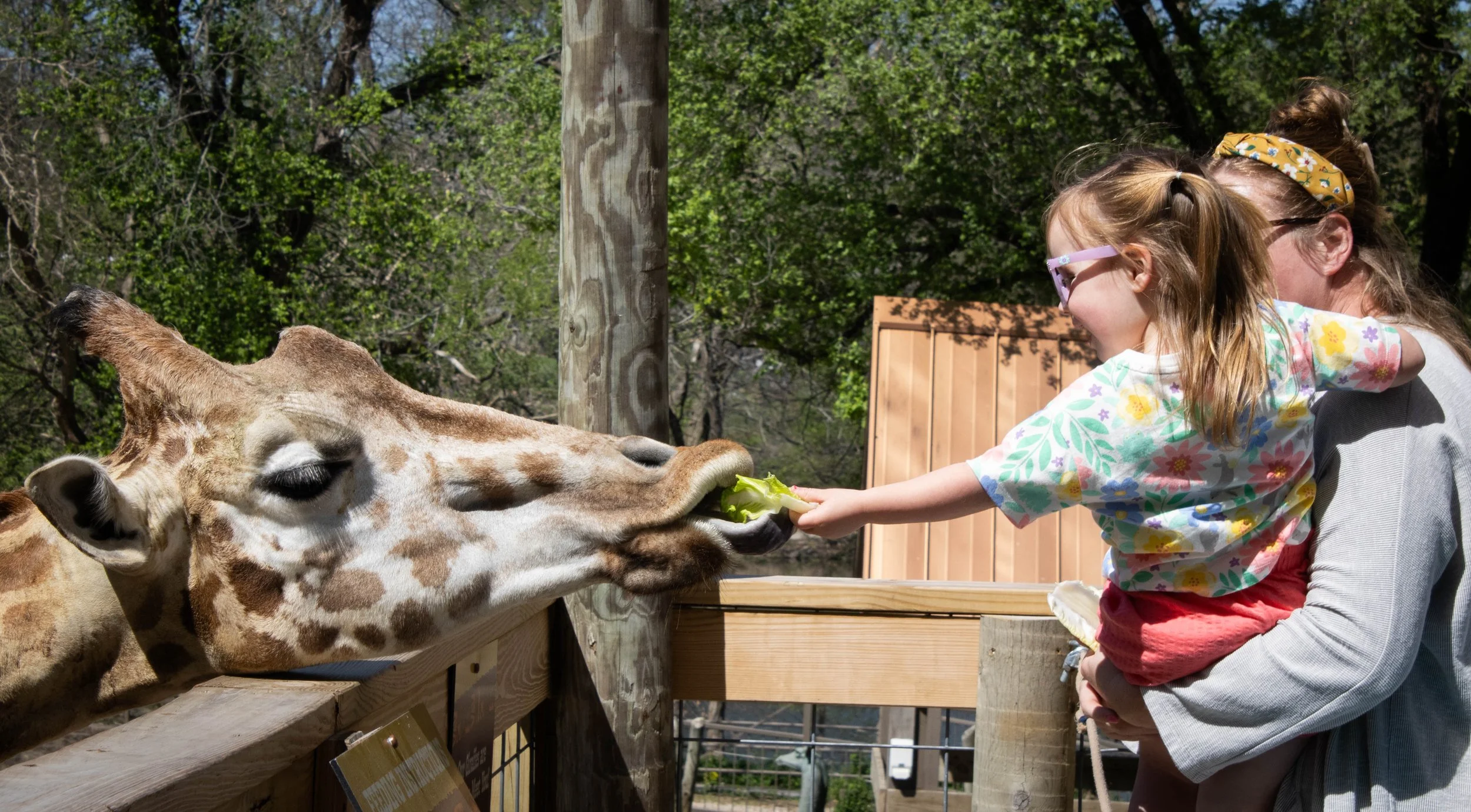 Copy of kid giraffe 4 (1 of 1).jpg