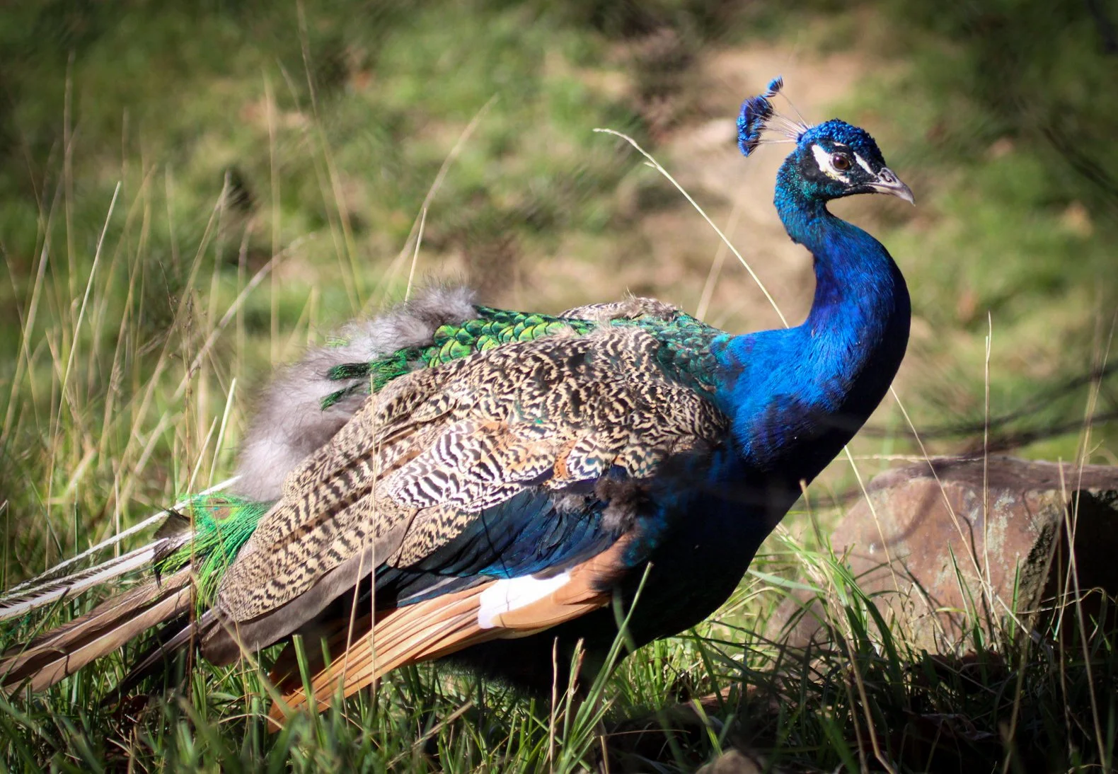 Copy of Peacock(1).jpg