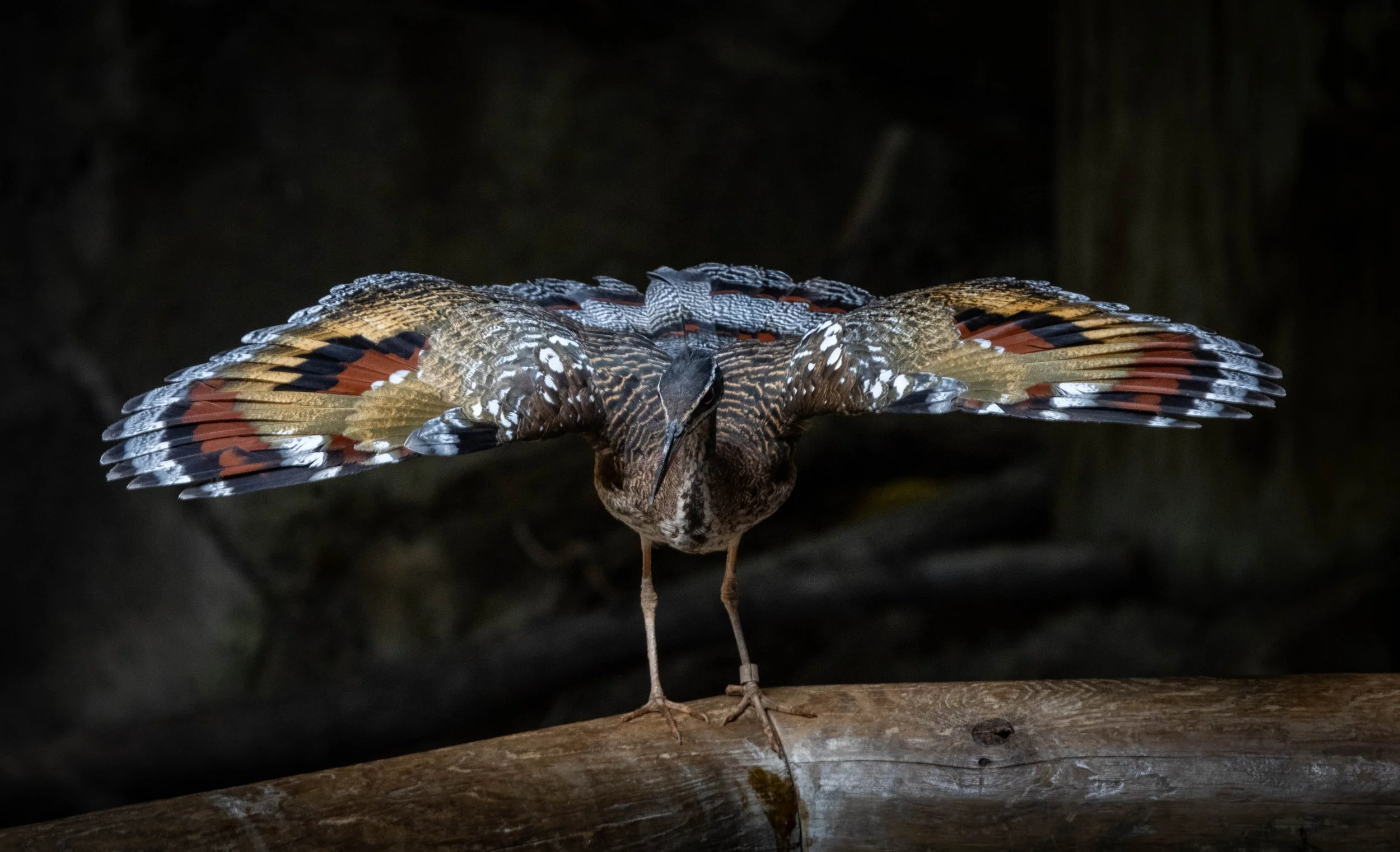 amazon bird1 (1 of 1).jpg