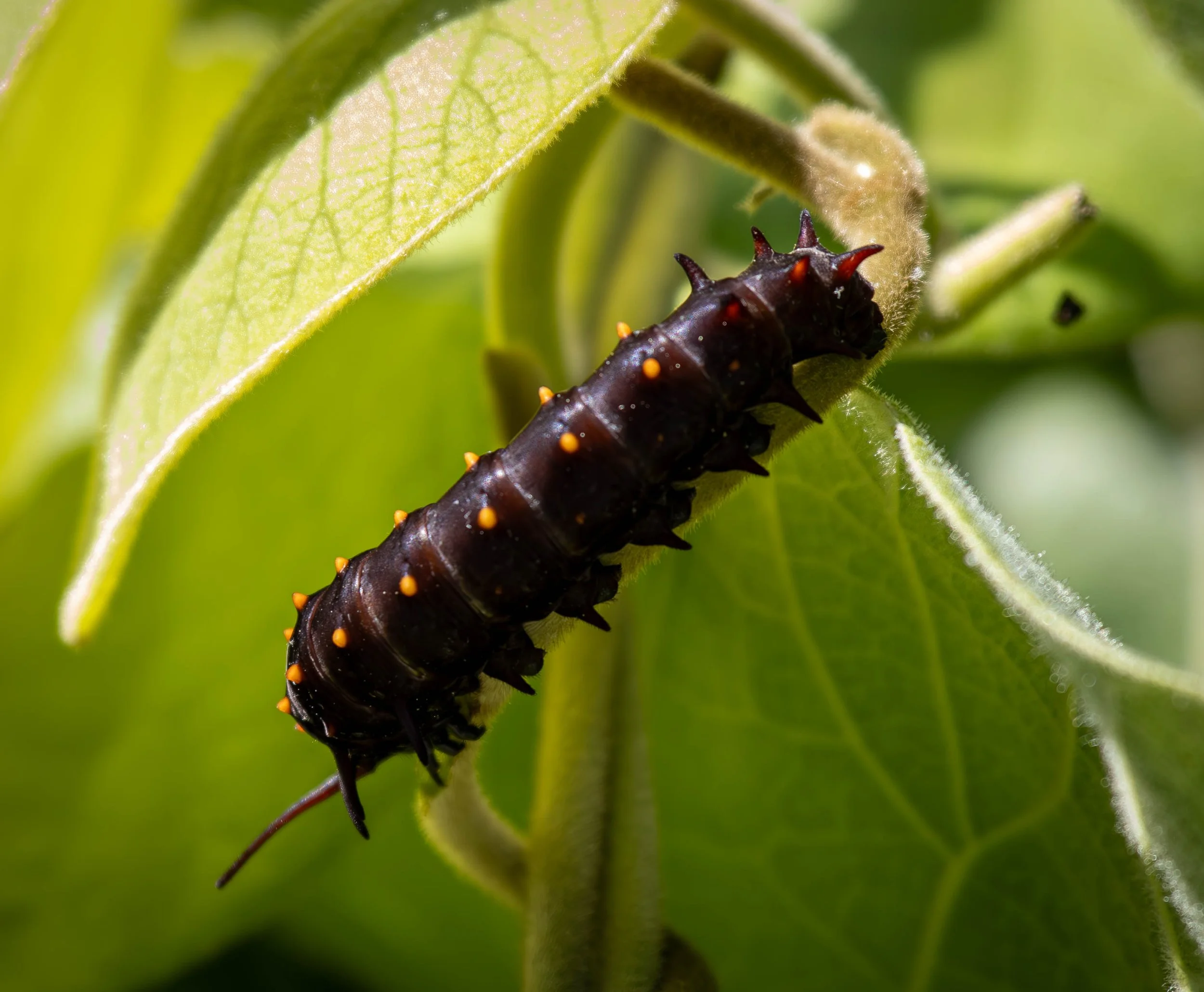 caterpiller 5 (1 of 1).jpg