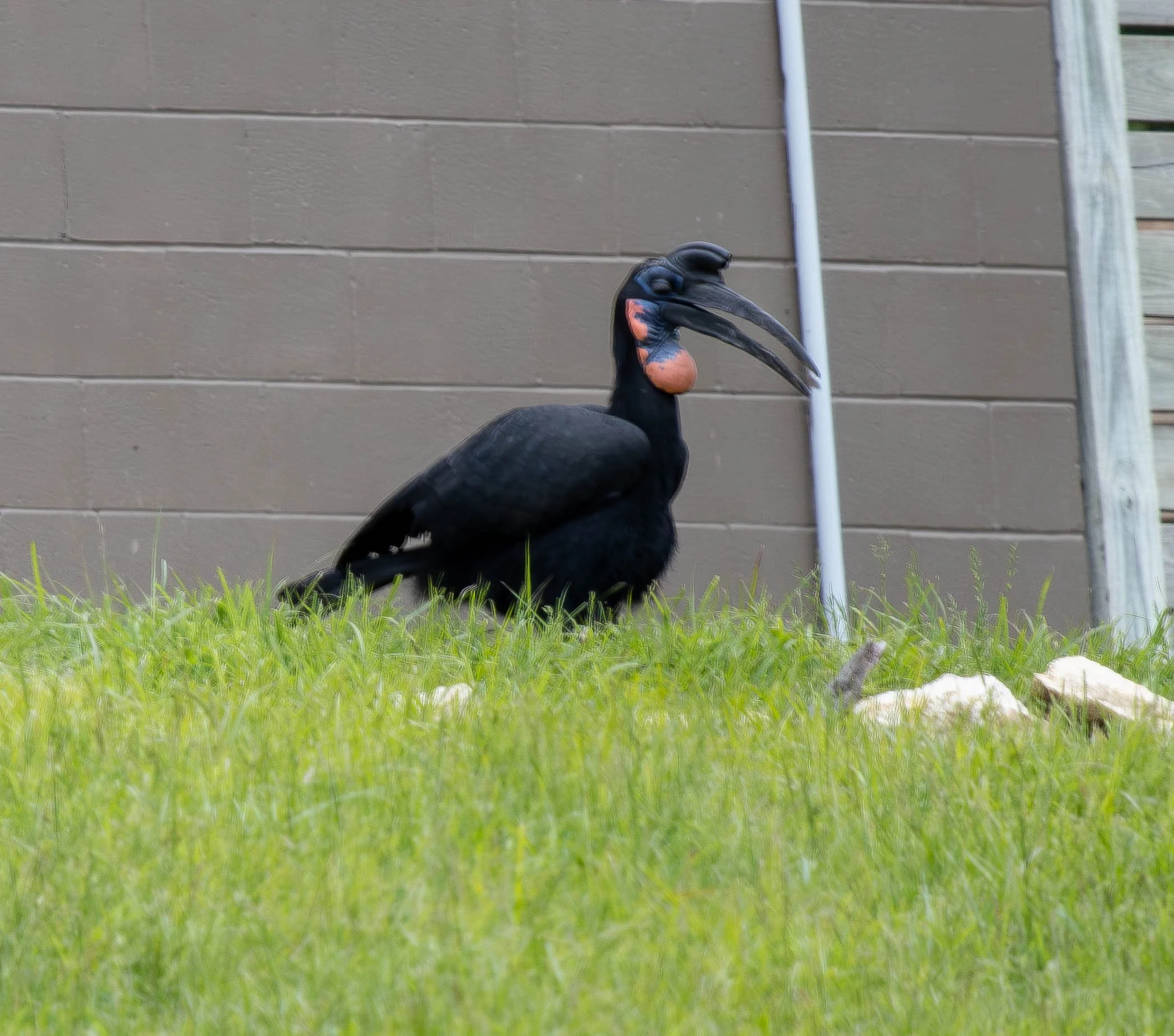 Hornbill (1 of 1) (1).jpg