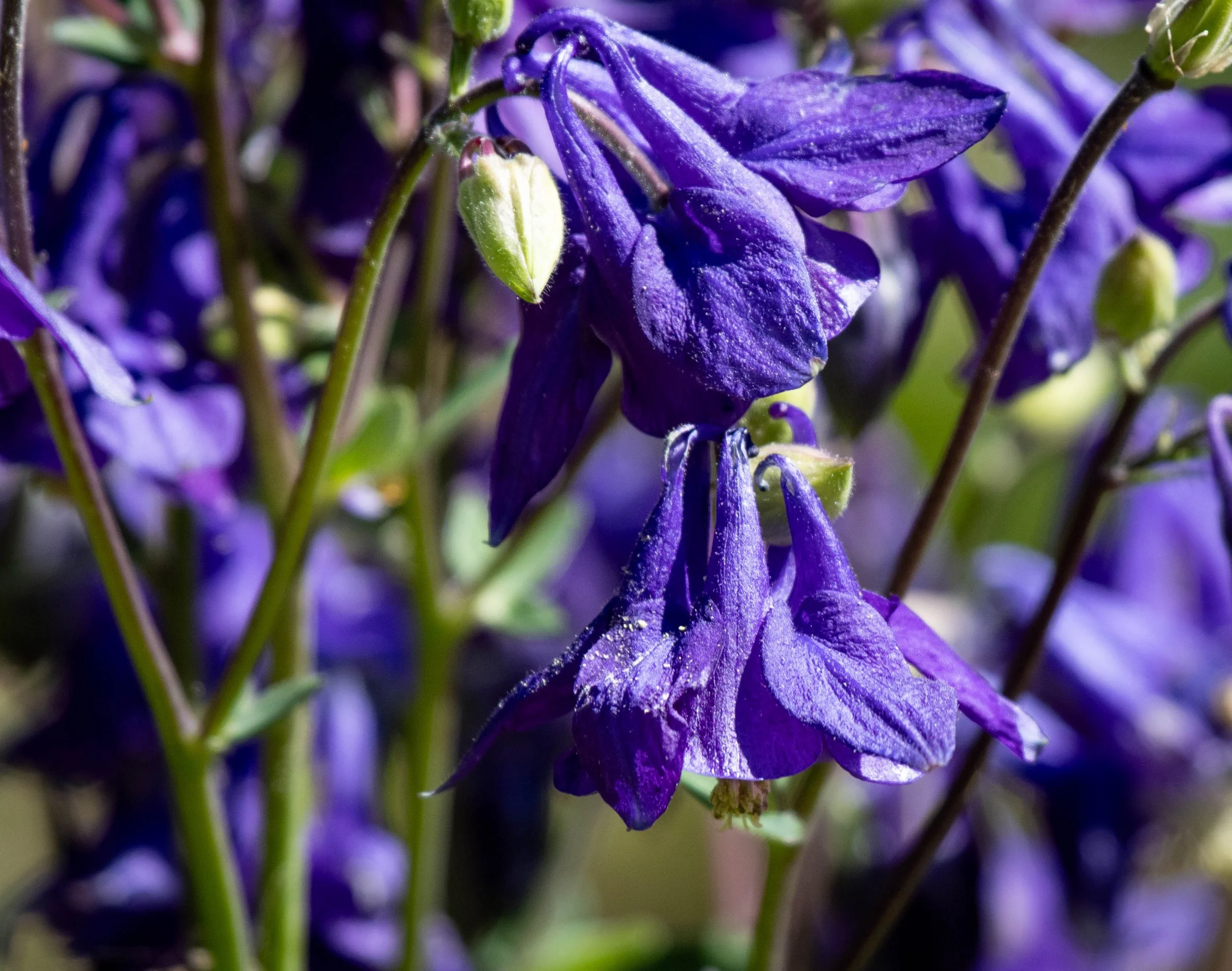 Copy of flowers (1 of 1).jpg