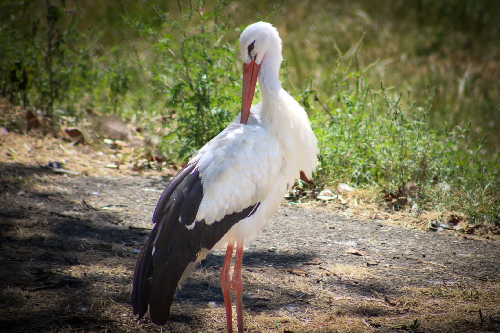 Copy of White Stork.jpg