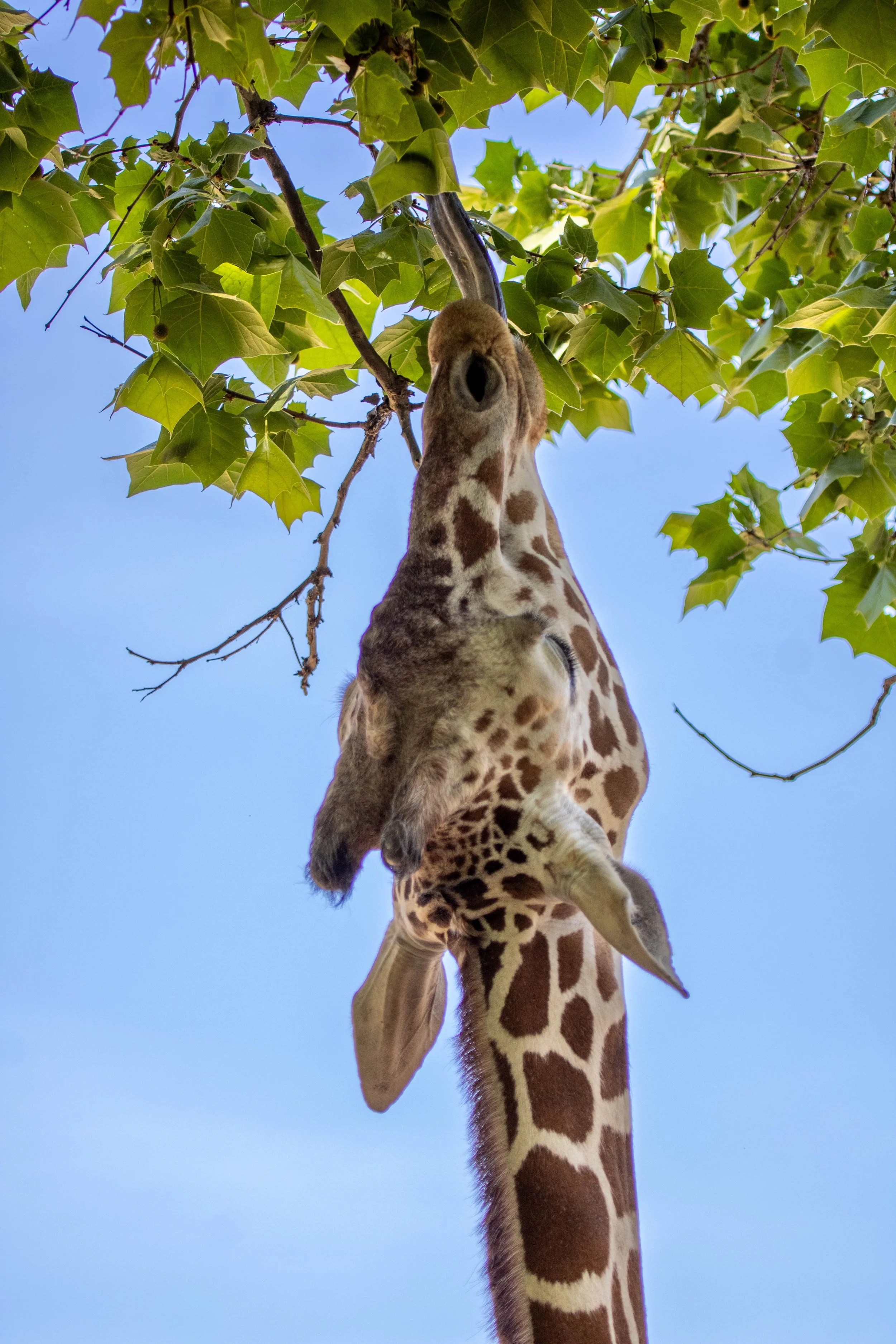 Giraffe tree 2 (1 of 1).jpg