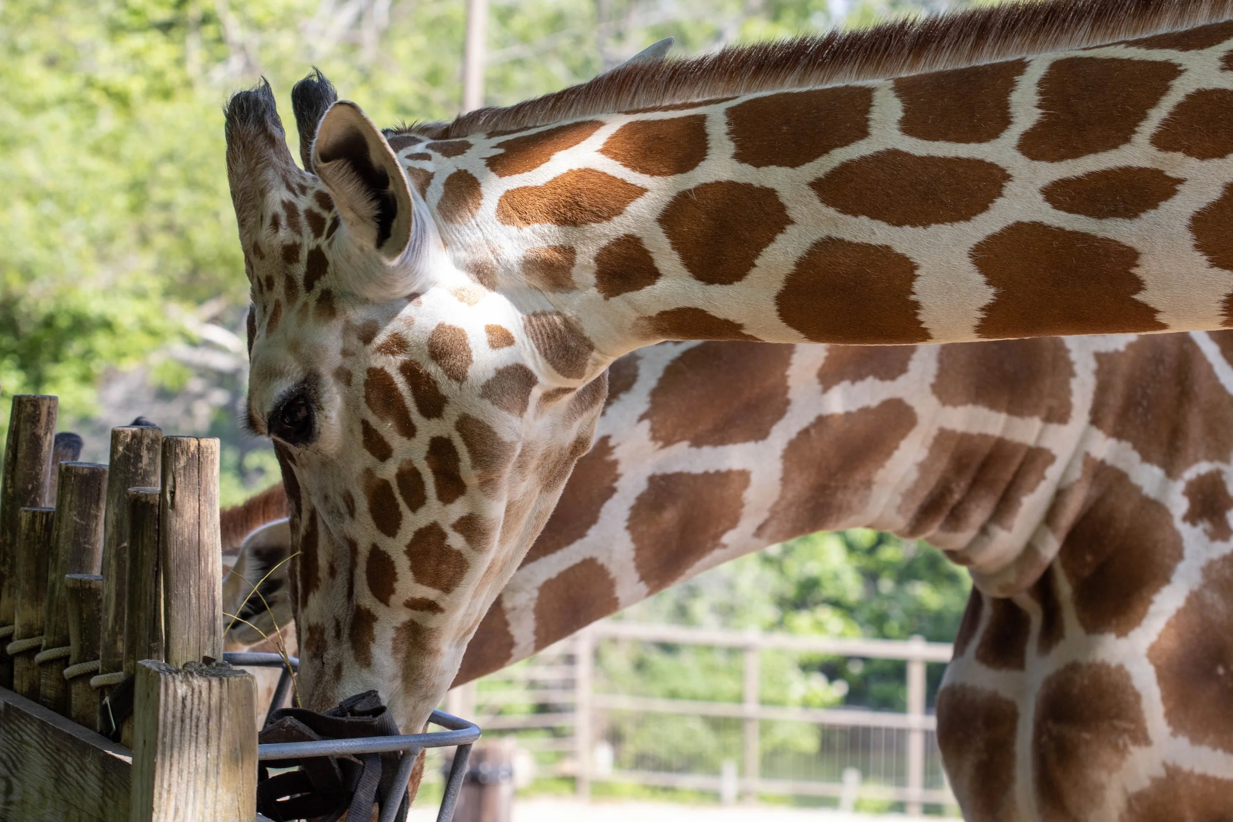 Giraffes eating (1 of 1).jpg