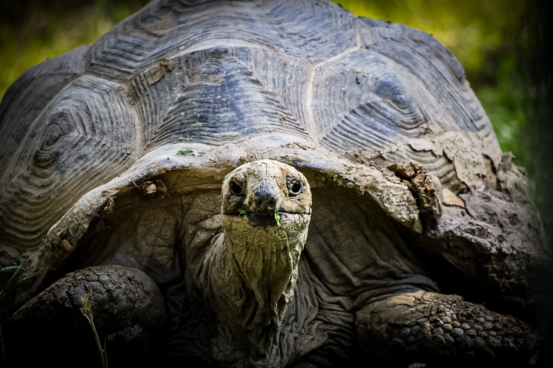 Copy of Tortoise(1).jpg