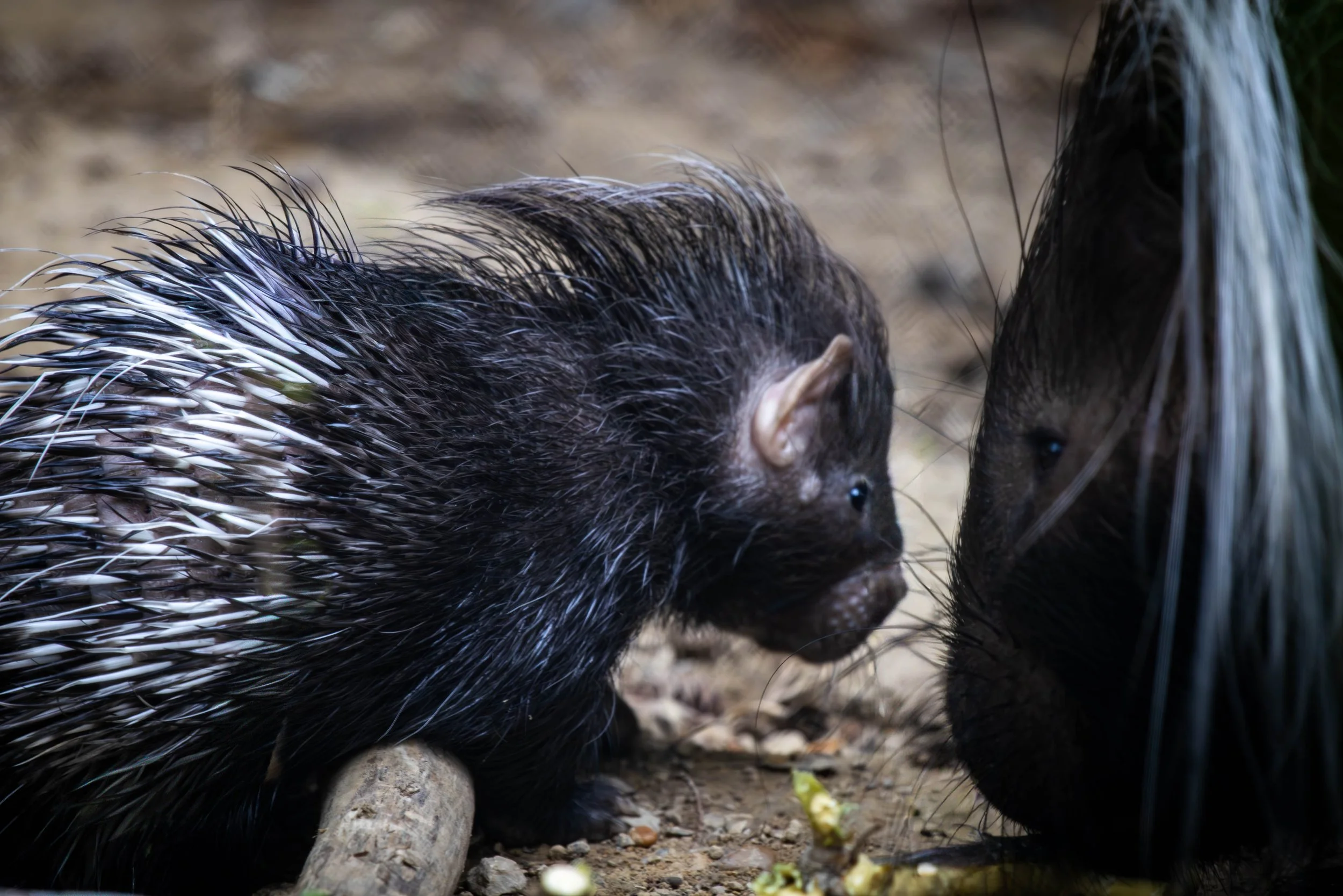 Copy of porcupine 4 (1 of 1).jpg