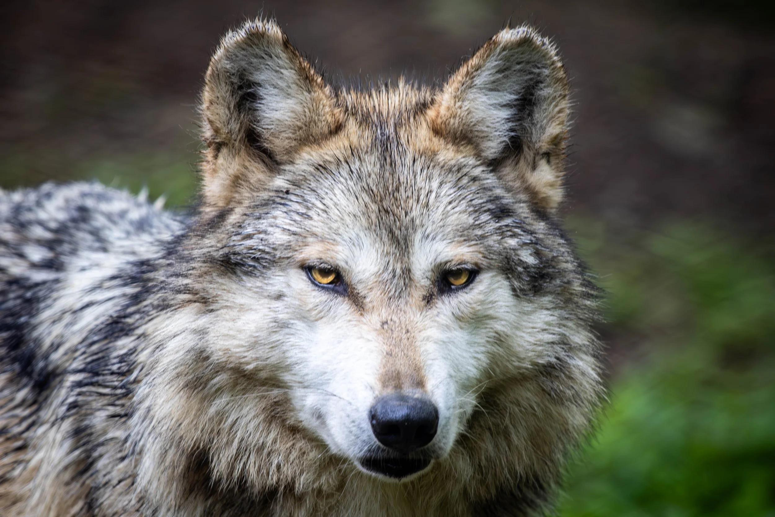 Gray Wolf (1 of 1).jpg