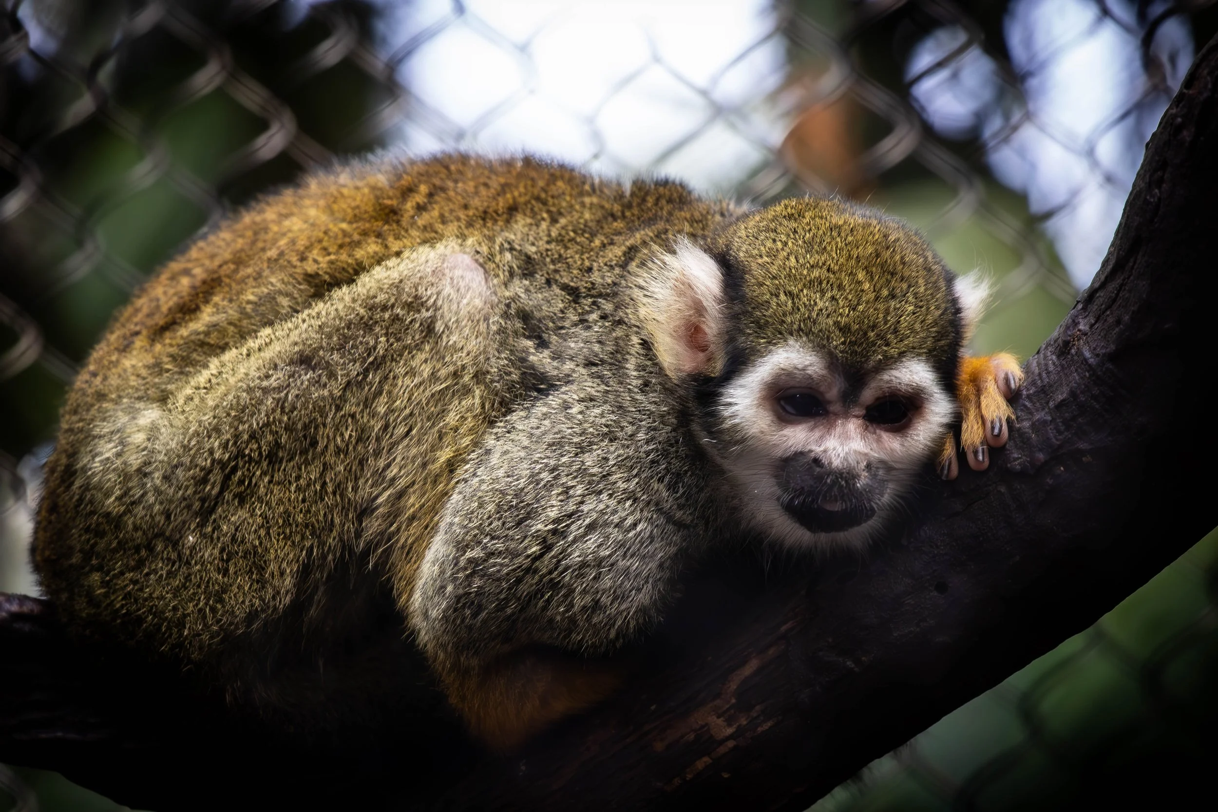 squirel Monkey personal (1 of 1).jpg