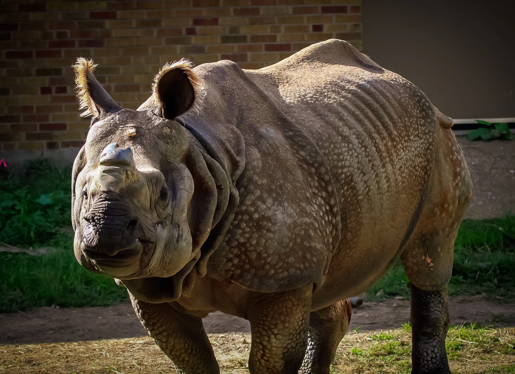 Copy of Greater One Horned Rhinoceros(1).jpg
