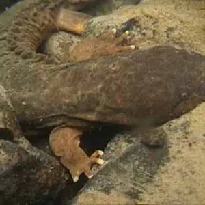 Hellbender Update!