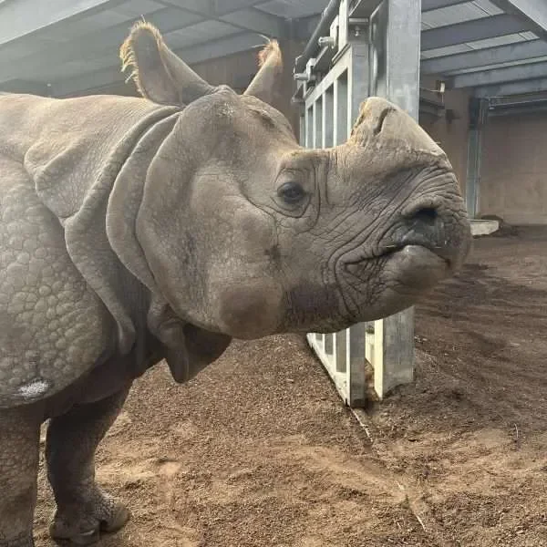 The Return of the Rhinoceros to MPZ