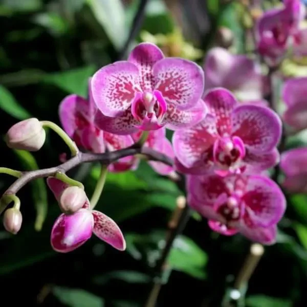 Orchid Escape!