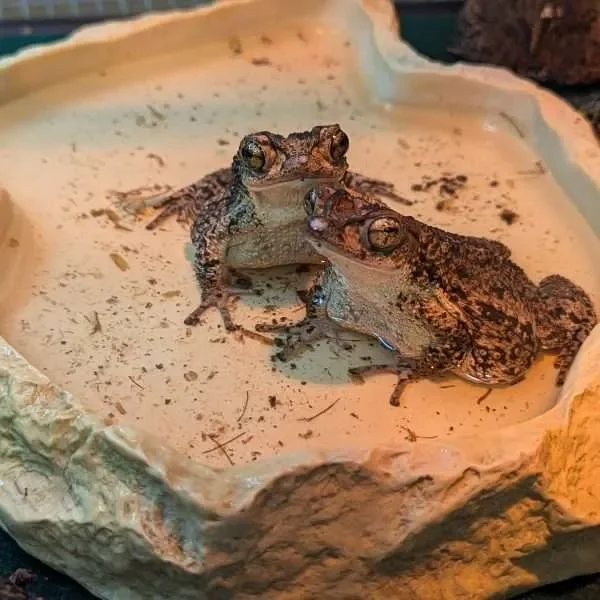 Mesker Welcomes Endangered Toads