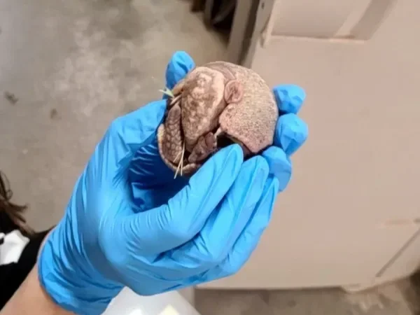Successful Three-Banded Armadillo Birth