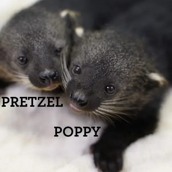 Twin Baby Binturongs!