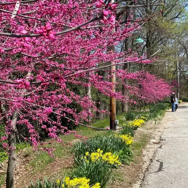 What’s in Bloom? The Appalachian Redbud