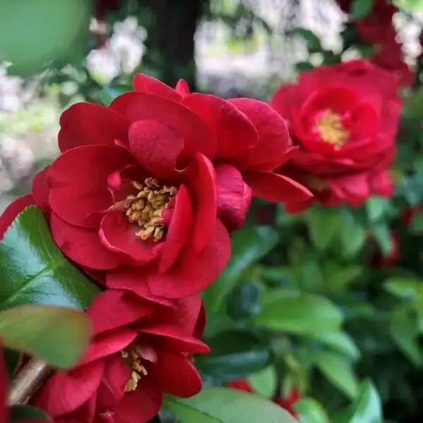 What’s in Bloom? Double Take Scarlet Quince