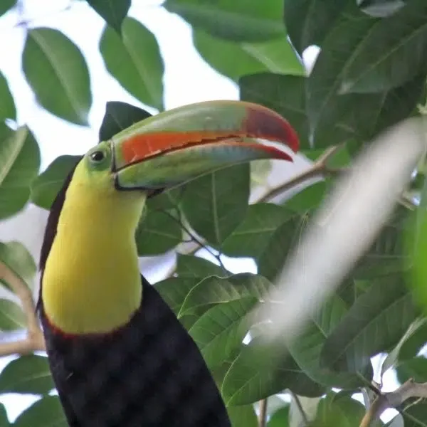 Do You Want to Be Like a Keel-billed Toucan?