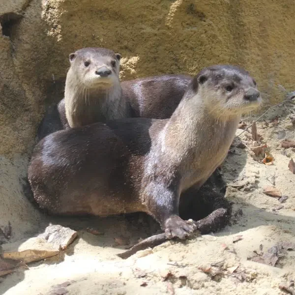 Otterly Adorable!