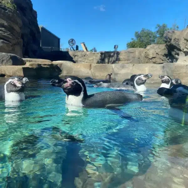 The Penguins Are Here!