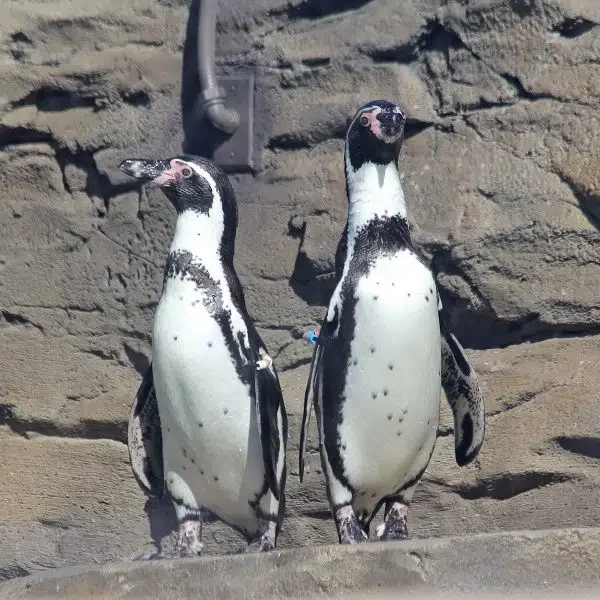 Who’s That Penguin?
