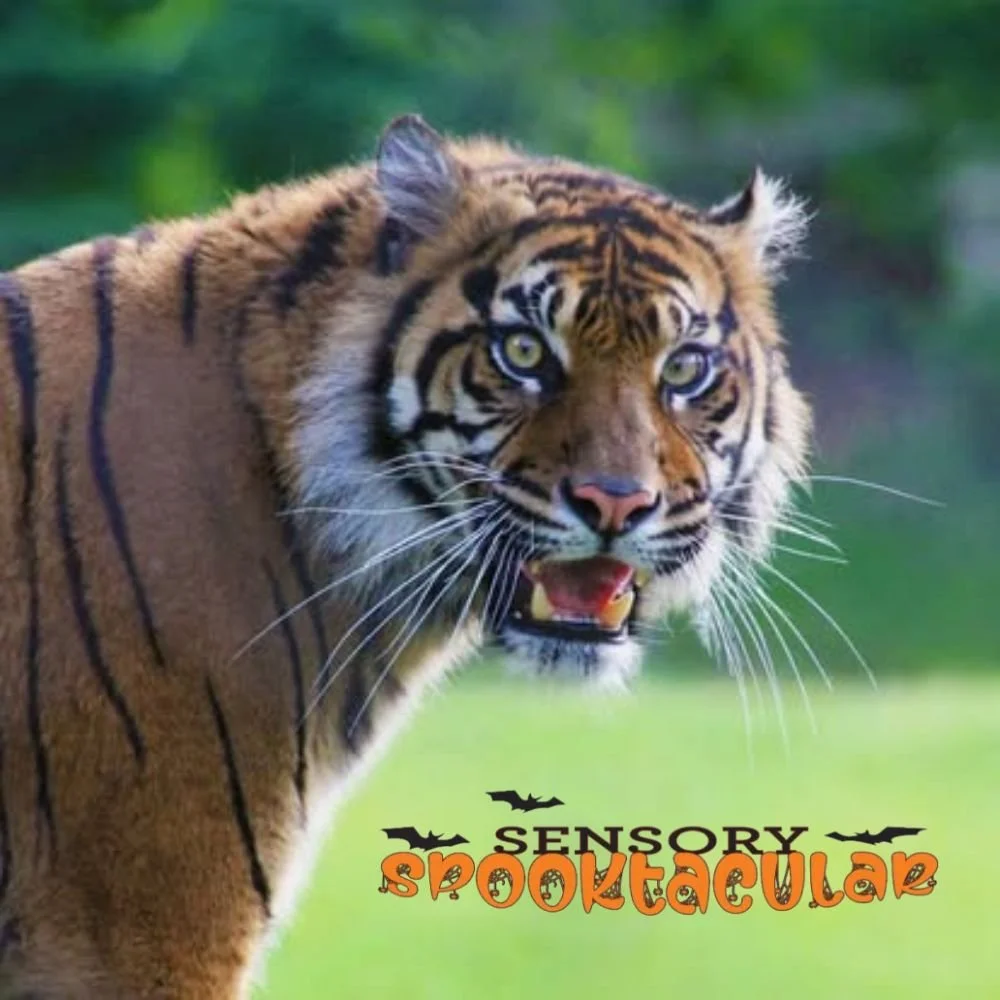 BATZ Sensory Spooktacular