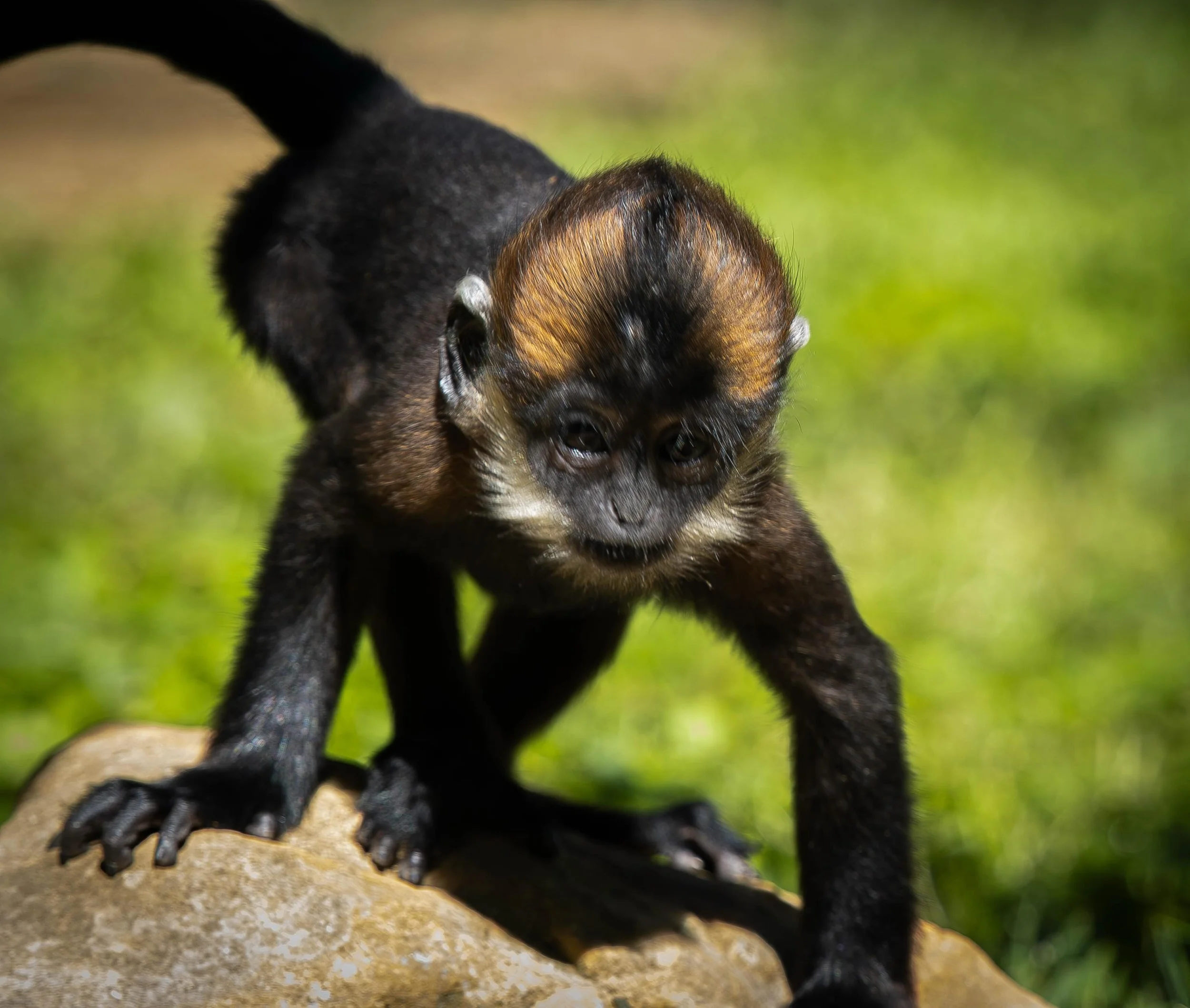 YOUR FAVORITE DC FRIENDS ARE BACK IN ACTION 👏🐾

Now that the Discovery Center is back open, you can visit the langur monkeys, ocelot, red pandas, and ring-tailed lemurs again on your next zoo trip!

We&rsquo;ve missed these faces 🥹 Which one are y