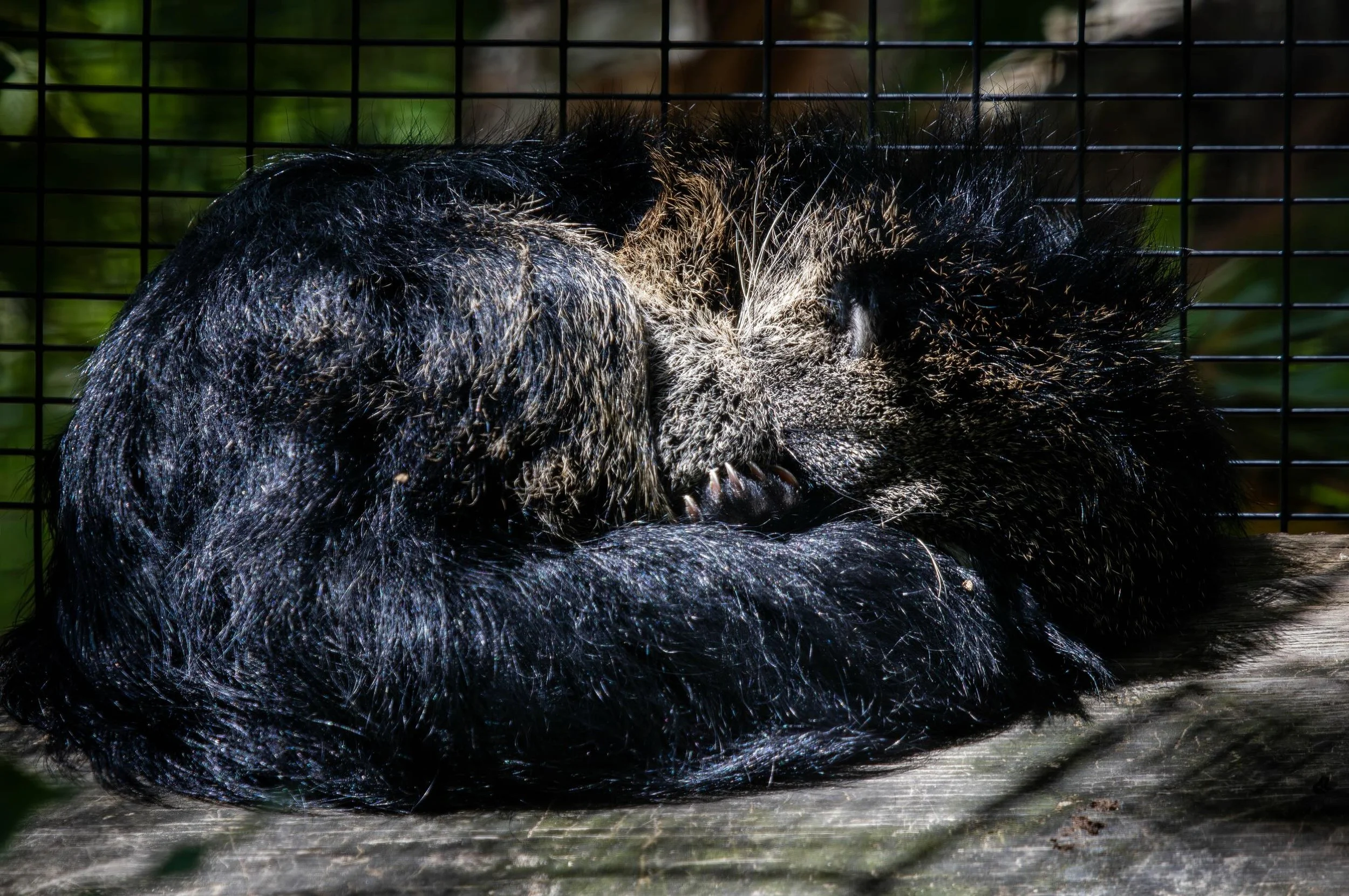 HAPPY NATIONAL BINTURONG DAY 🖤🌿🍿

Did you know binturongs smell like buttery popcorn? 

These fluffy rainforest ✨ weirdos ✨ naturally give off that scent thanks to a chemical compound in their urine. 

Come say hi to one of the best-smelling anima