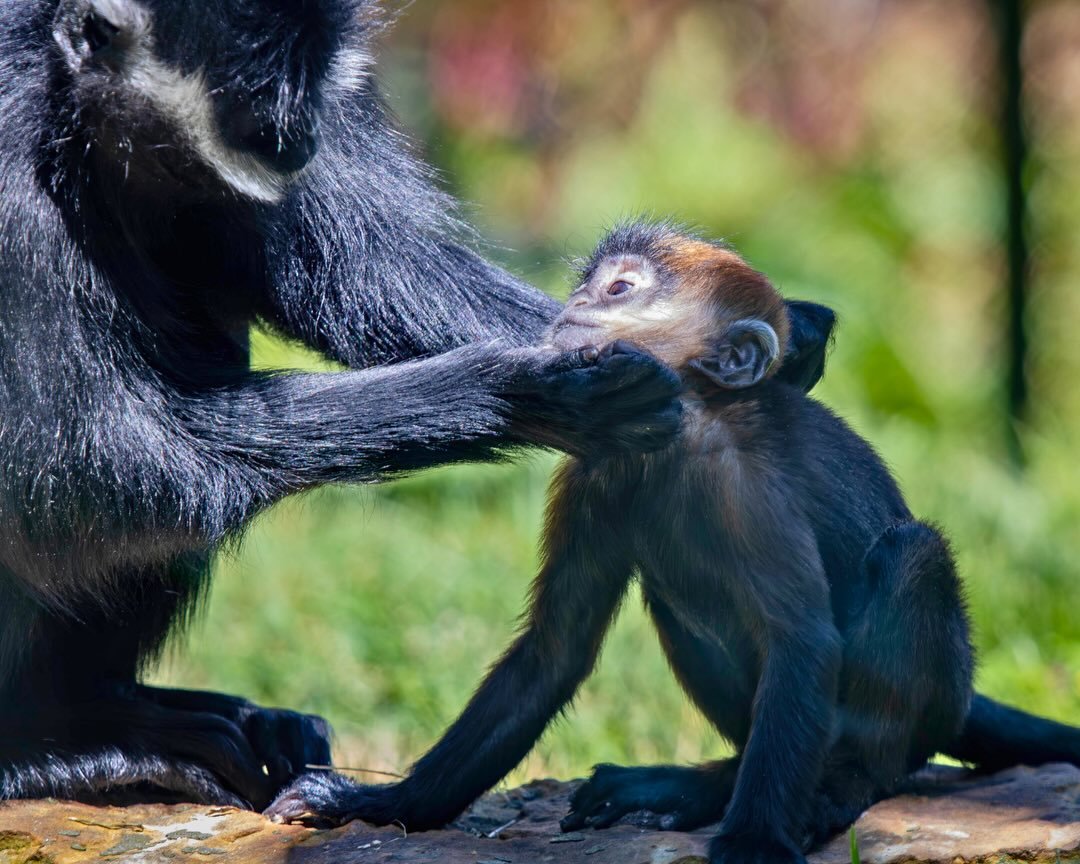 Happy Mother&rsquo;s Day to all the moms, dads, grandparents, guardians, caregivers, and honorary stroller-pushers out there! 💐

We&rsquo;re always so impressed by the way you keep up with your little wild ones every day 🐾

Thanks for making memori
