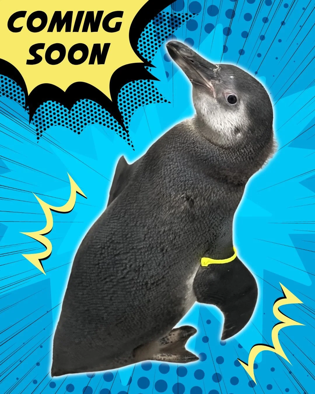 ANOTHER! ZOO!! BABY!!!

It is DEFINITELY baby season around here, and we can&rsquo;t get ENOUGH.

Meet Wensleydale, our baby Humboldt penguin!! (But his friends call him Dale 🐧😉)

Dale was born back in February to parents Prince and Calypso, and he