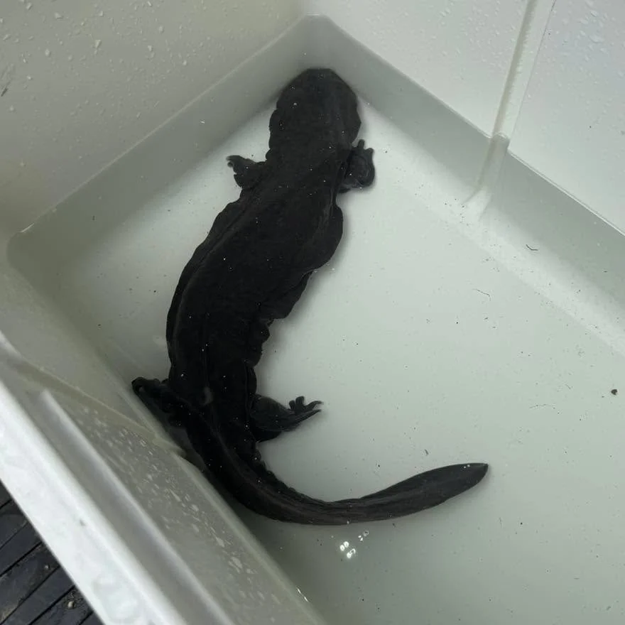 Happy Endangered Species Day!🦎🐾

Meet the Eastern Hellbender, North America&rsquo;s largest salamander and one of Indiana&rsquo;s rarest river residents! Scientists estimate there are only a few hundred hellbenders left in Indiana waterways, which 