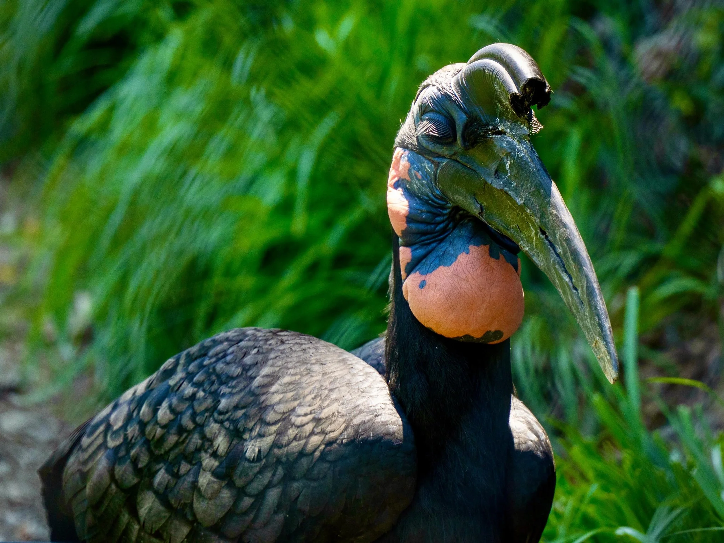 Everybody say hi to Carl!!!

Come visit Carl the Abyssinian Ground Hornbill in African Panorama!

He might bring you a little present&hellip; and then immediately decide it&rsquo;s actually his. 🎁

You might also get to see our other hornbill, Belle