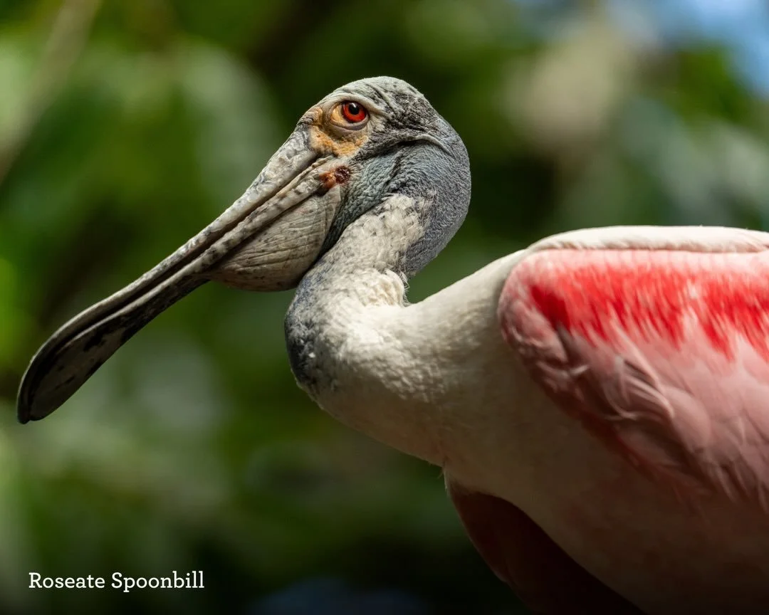Welcome to the jungle!! 🦜🎶

There are SO many birds to spot in Amazonia, from colorful free-flying birds overhead to the ones hanging out in their habitats!

Think you can find them all? Swing by and see how many you can check off your list while y