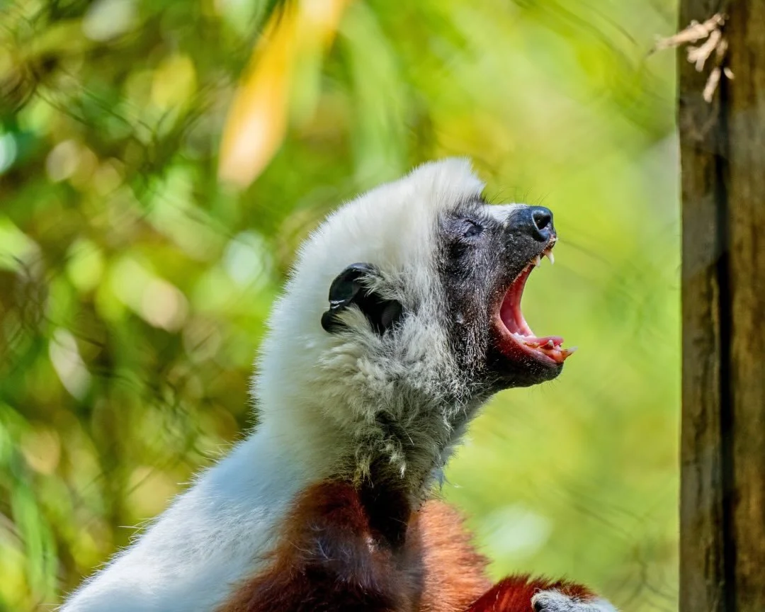 It&rsquo;s definitely a Sleepy Sunday around here!

Just a bunch of animals taking naps, snoozing in the sun, and generally having a more productive Sunday than the rest of us. 💤

#weareaza #zoo #meskerparkzoo #findyourwild