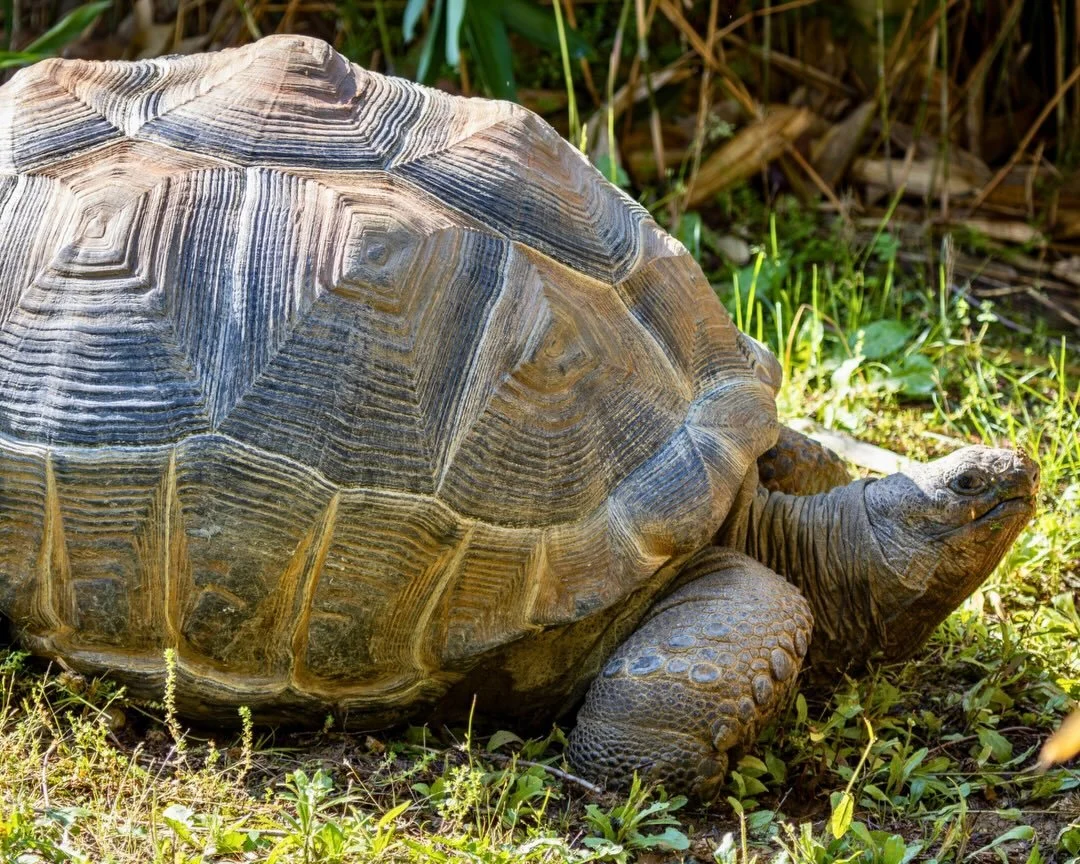 Giant news about some giant friends 👀

The Aldabra Tortoises are officially back outside for the warm season! ☀️🐢

Now that the sunshine and warm temps are sticking around, you can catch these guys munching snacks and taking their very important st