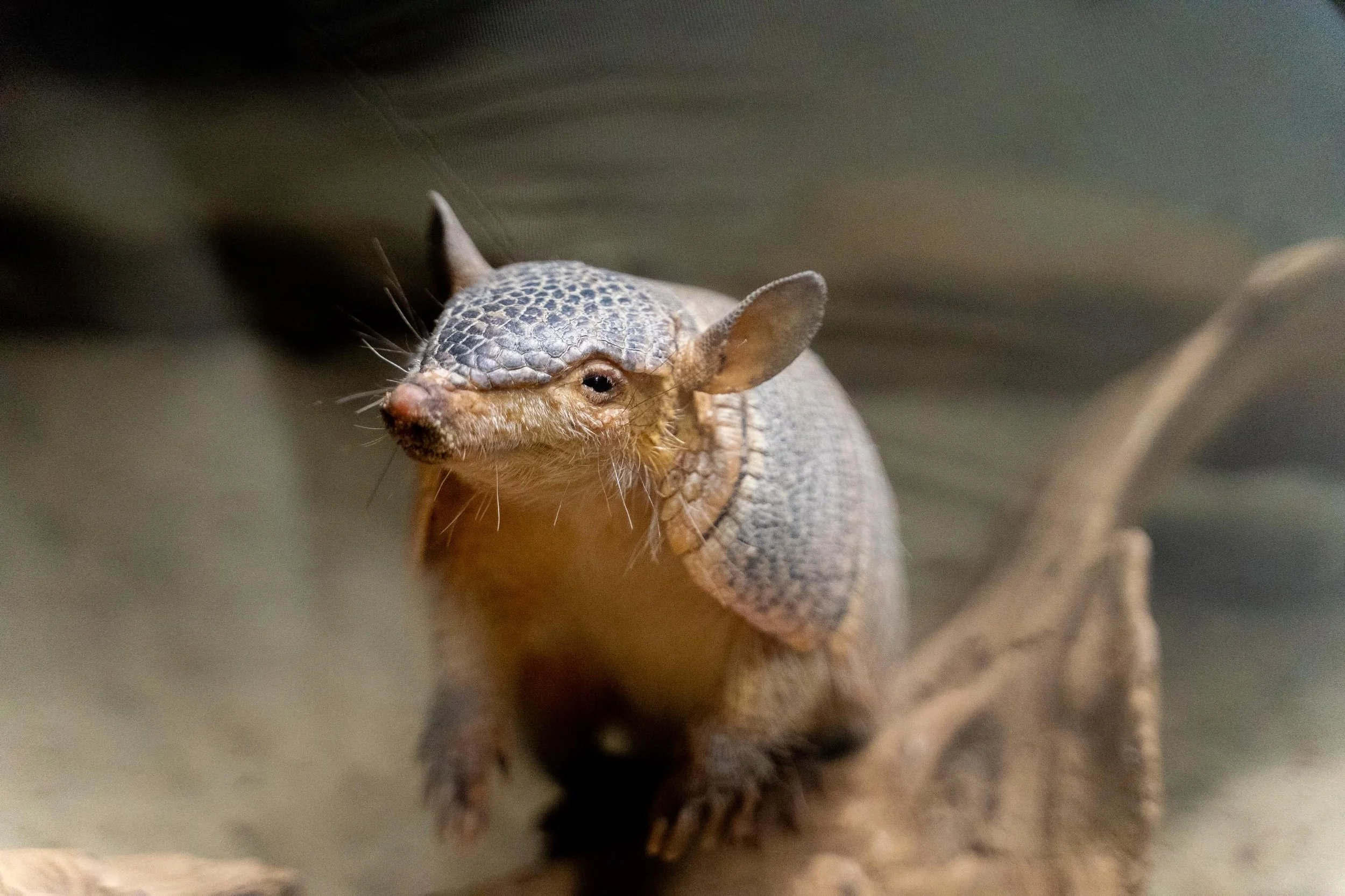 Have you met Sherman the armadillo?

Hobbies include:
&bull; Sleeping
&bull; Screaming
&bull; Being hairy

If he screams at you, do not be alarmed, he&rsquo;s just expressing himself. 😌

You can find him in Amazonia! https://meskerparkzoo.com/plan-y