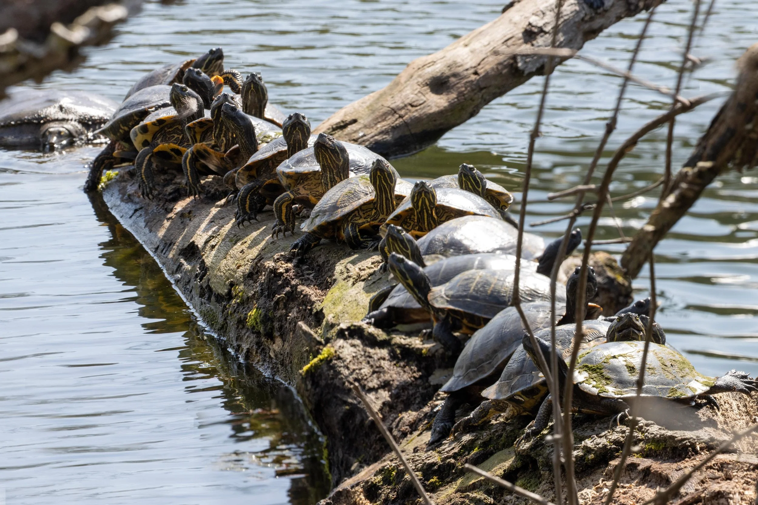 In honor of World Turtle Day, we observe the red-eared sliders in their natural habitat: 

A log. 

Here, they perform their daily ritual of sunbathing and actively avoiding all other tasks and responsibilities. 🐢

See if you can spot them lounging 