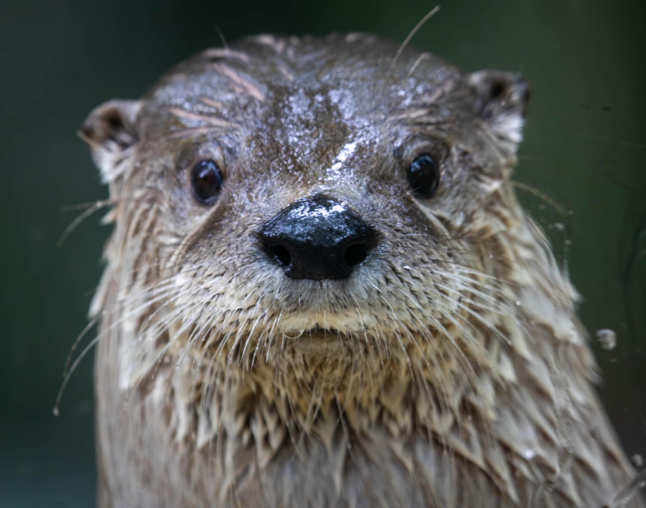 HAPPY WORLD OTTER DAY! 🦦🌎

Astrid &amp; Juno completely understood the assignment. These playful North American river otter sisters were born March 10, 2020, and have been winning hearts at Mesker Park Zoo &amp; Botanic Garden since 2021. Whether t