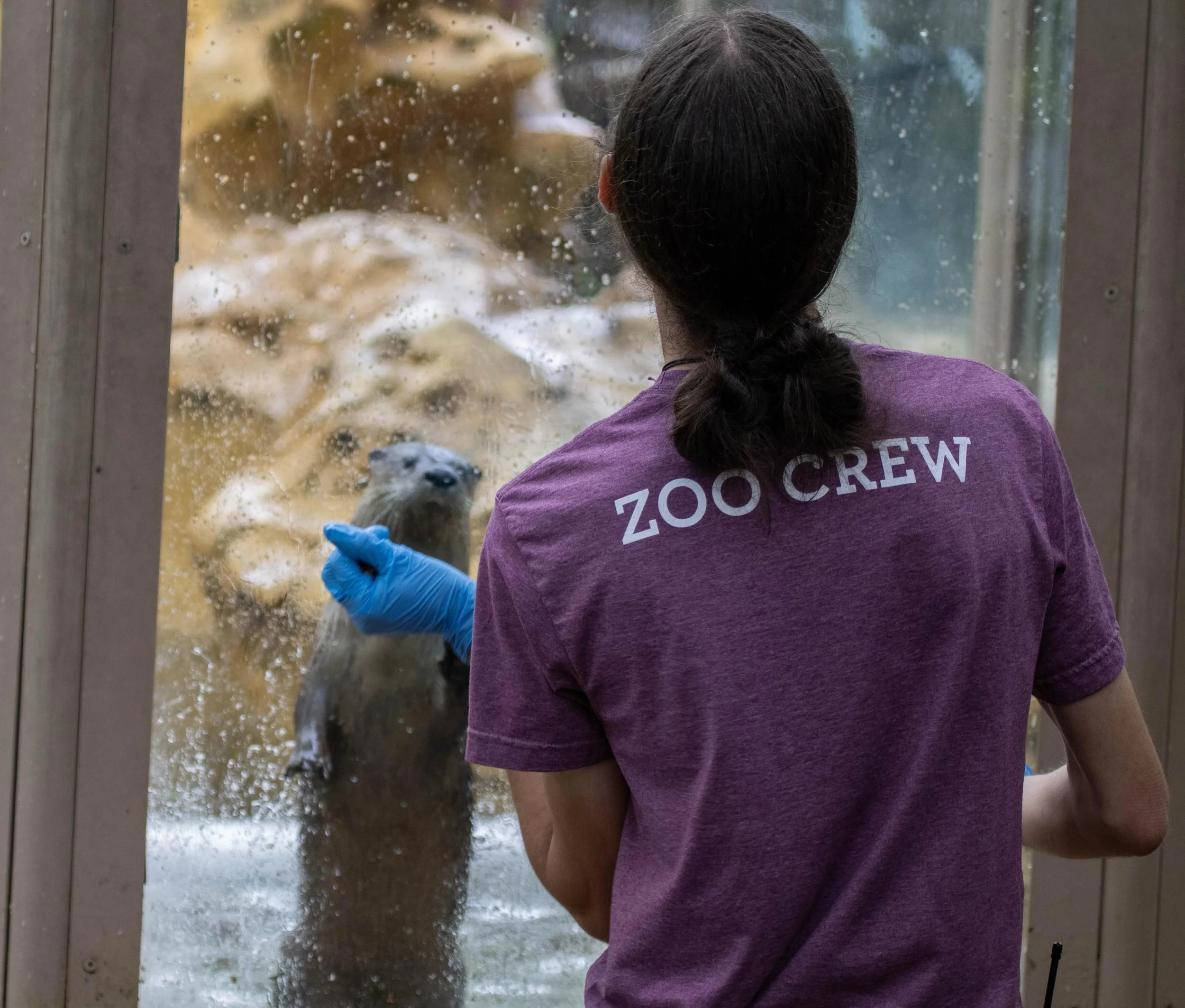 Want to be a part of our Zoo Crew? 🐾 Good news, we&rsquo;re hiring!

See the list of available positions on our website: https://meskerparkzoo.com/about-us/job-opportunities

#WeAreAza #Zoo #MeskerParkZoo #FindYourWild