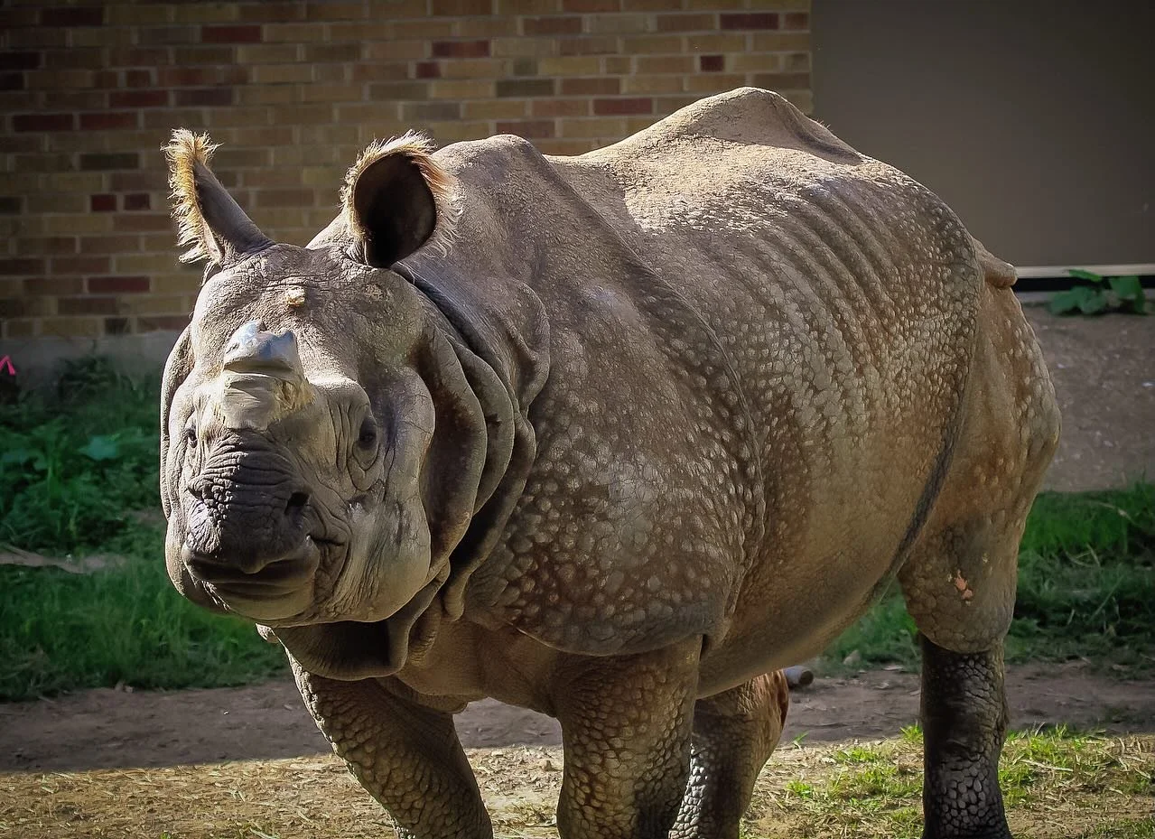 SAY HELLO TO BANDHU!! 👋

You may have already met him, but there&rsquo;s nothing wrong with another introduction to this big guy!

Bandhu, our Greater One-Horned Rhinoceros, is a bit on the shy side. He loves spending time in his habitat, but if thi