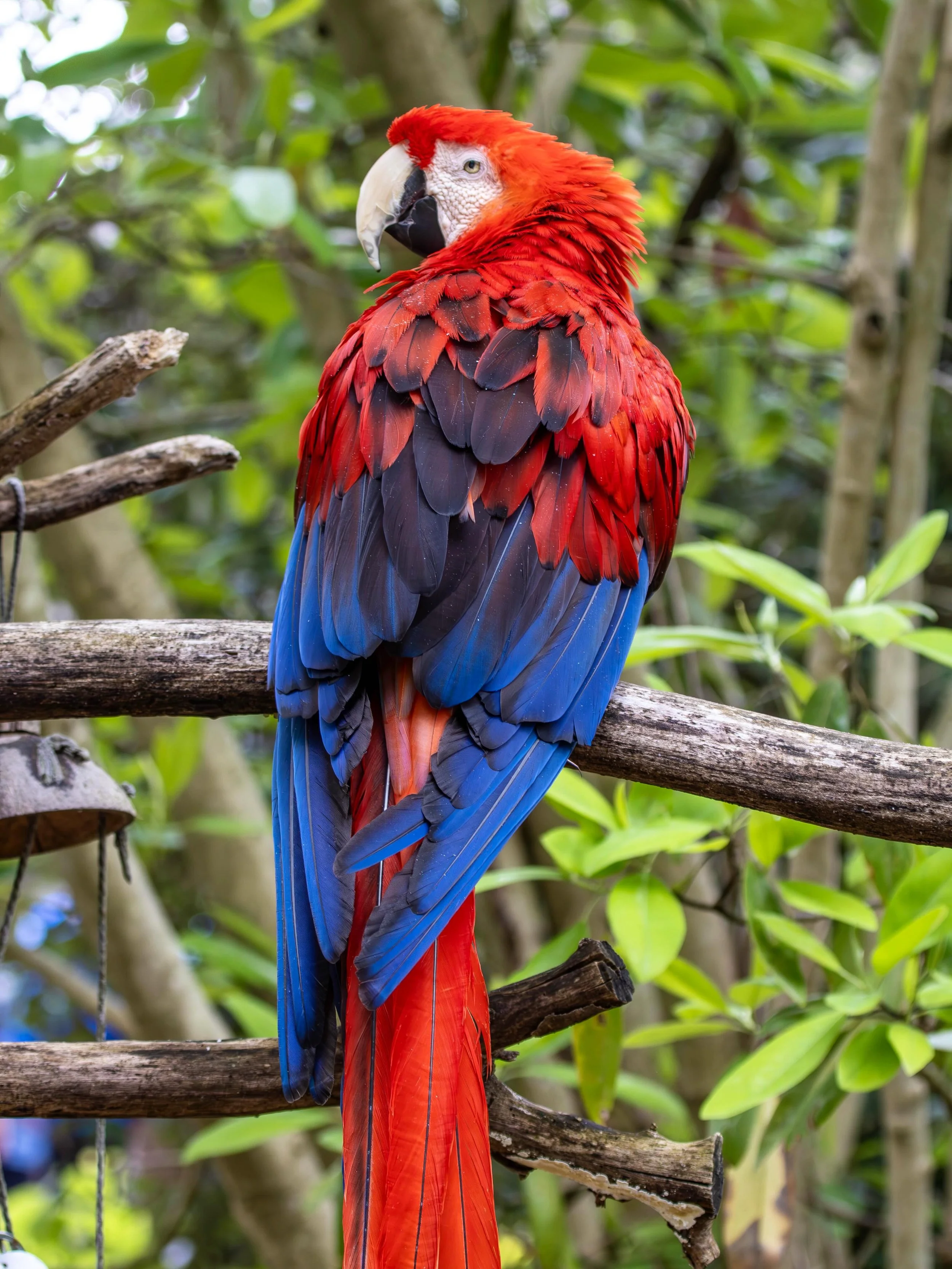 Hello Rojo!! 👋🦜

In honor of World Parrot Day yesterday, we wanted to highlight one of the most colorful residents at Mesker Park Zoo!

Rojo, our Scarlet Macaw, is estimated to be around 38 years old, though her exact age is unknown due to being co