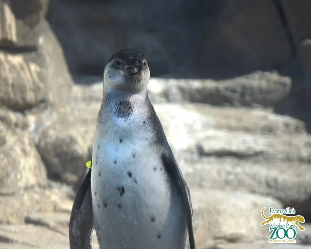 HE&rsquo;S HEEEEEEREEE!!! 🐧
&nbsp;
Wensleydale (yes, like the cheese) has officially made his debut! You can come see him NOW at the Penguin Habitat!
&nbsp;
If you&rsquo;re trying to spot him, look for the little guy with the yellow band on his wing