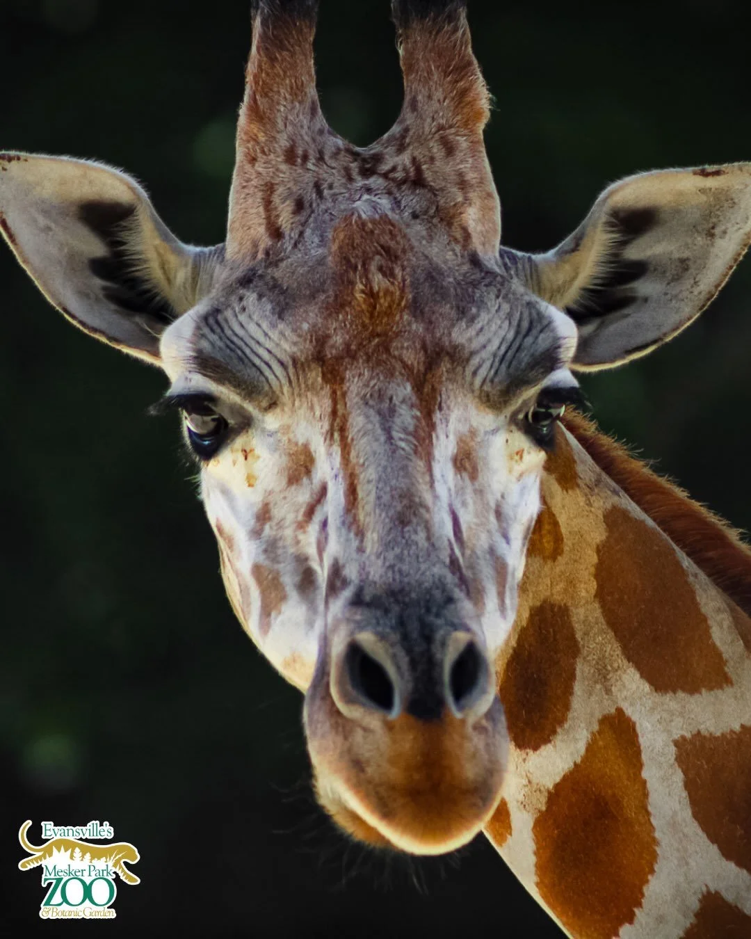 Happy Ungulate Day! 

&ldquo;What&rsquo;s an Ungulate?&rdquo; you may ask&hellip;. Well you&rsquo;ve definitely seen one before!

Ungulates are hoofed mammals that walks on four legs. They are also usually herbivores! They include animals like pigs, 