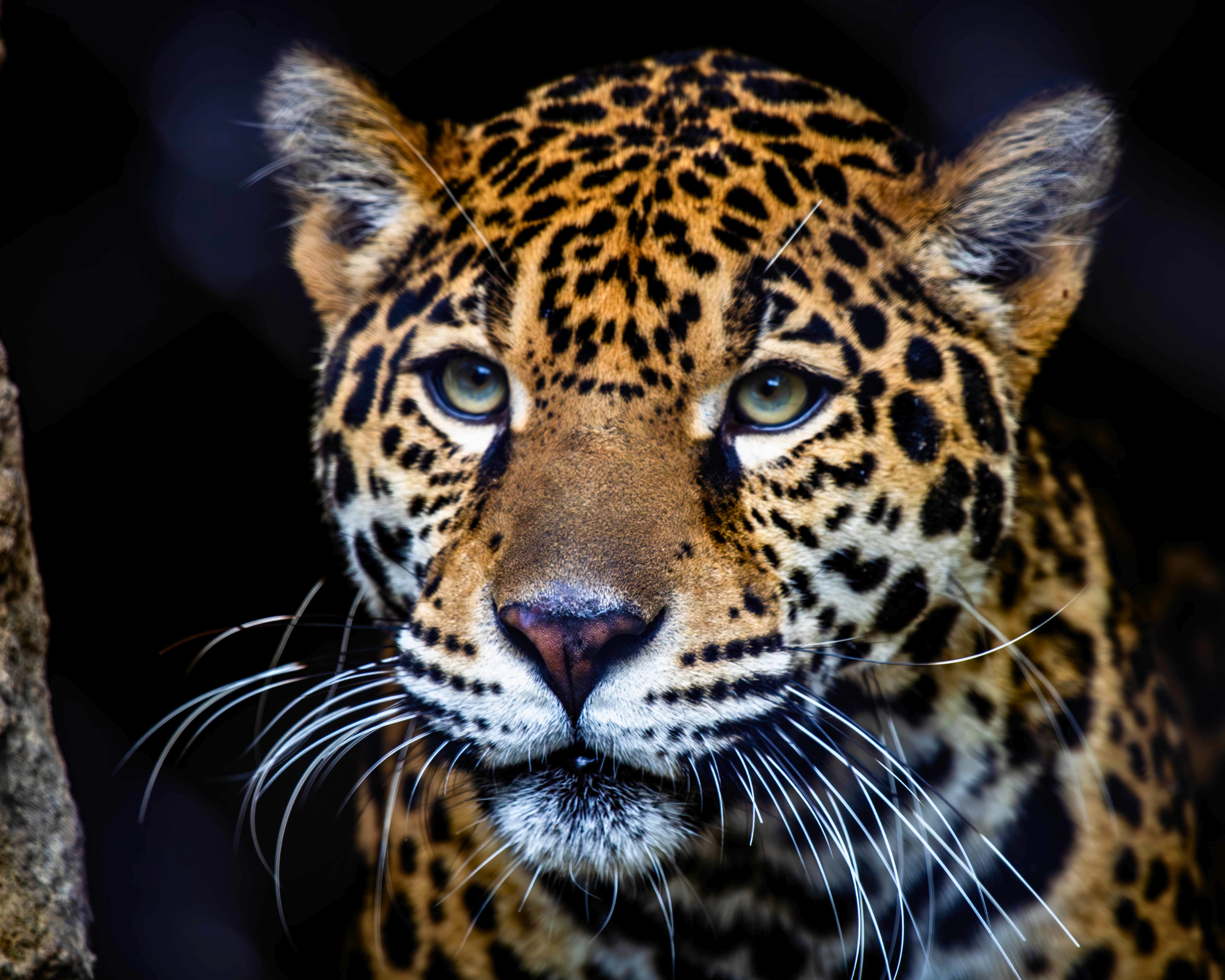 Meet Reba, the New Jaguar!