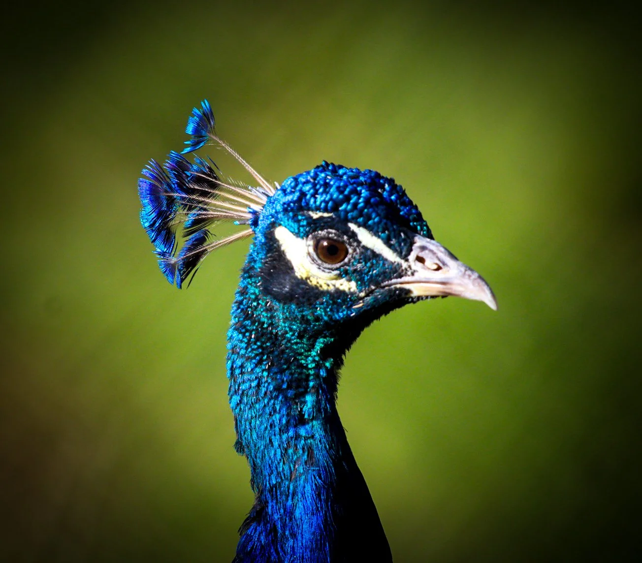 Copy of Peacock.jpg
