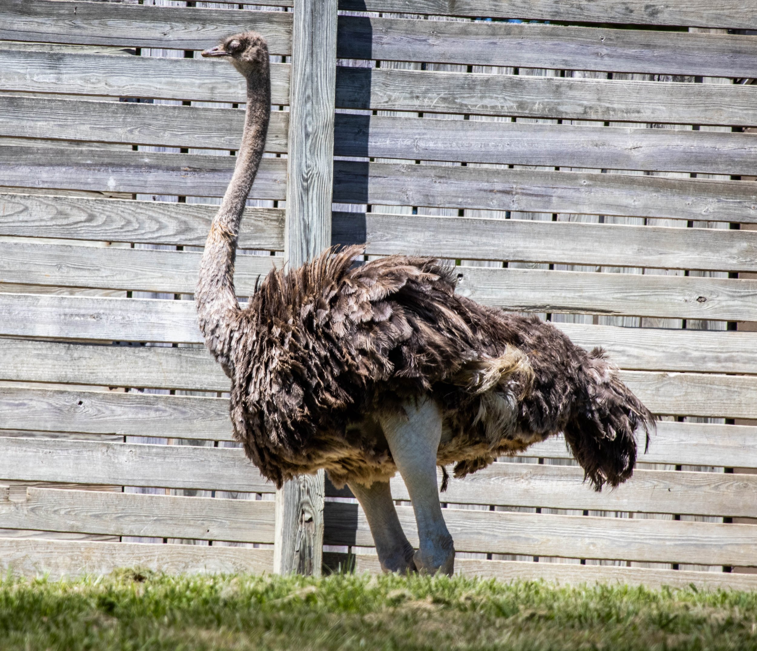 Copy of Ostrich.jpg