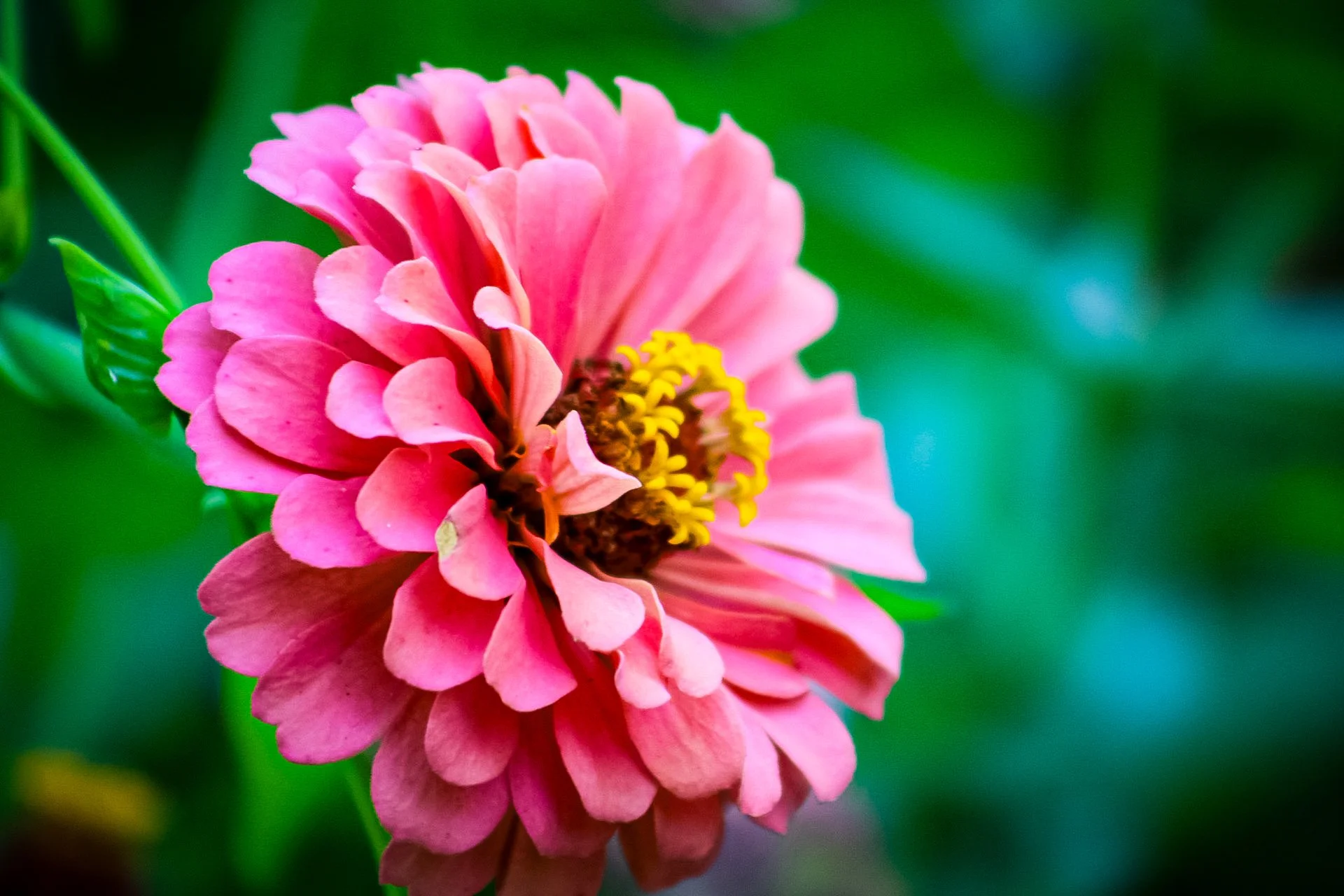 Copy of flower(1).jpg
