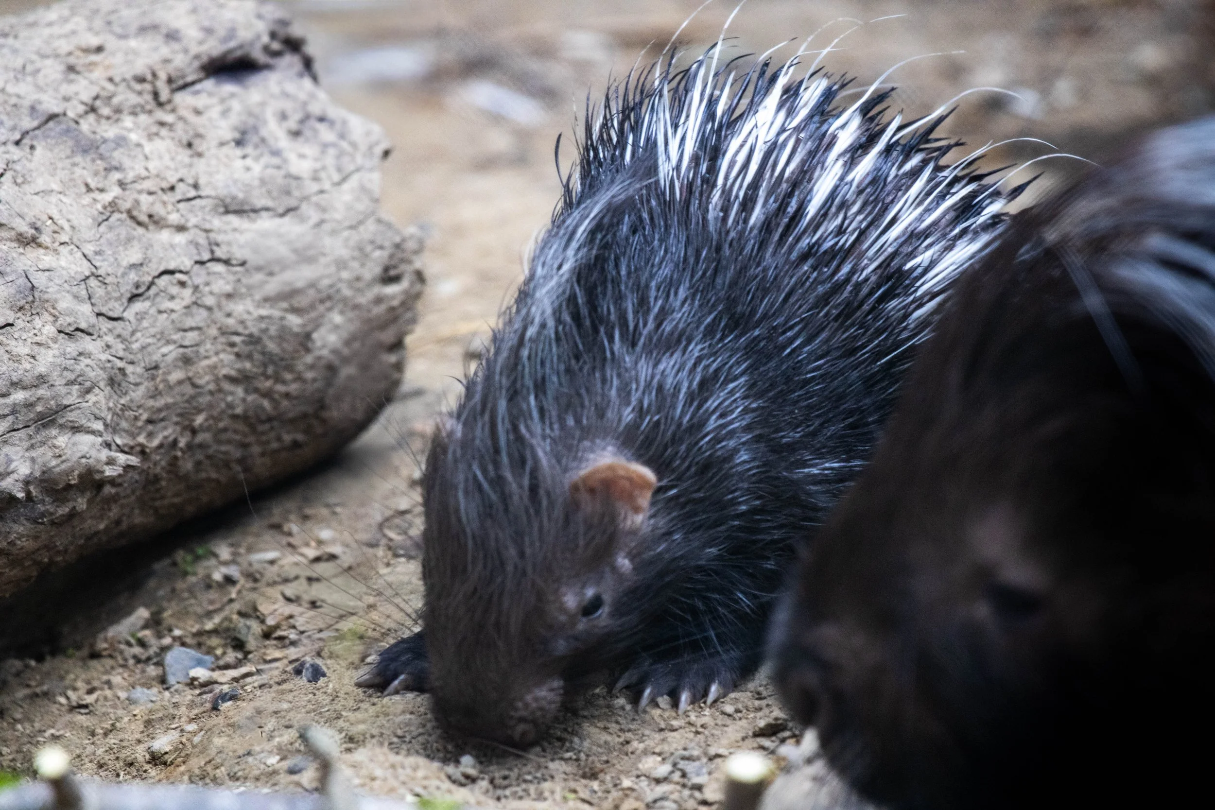 Copy of porcupine 3 (1 of 1).jpg